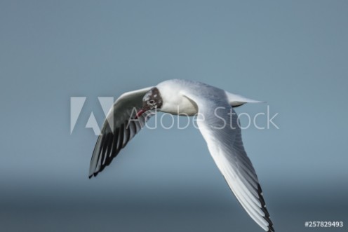 Picture of Mwe i flug